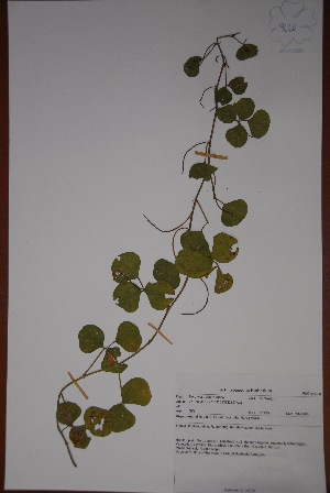  (Rhynchosia minima var. prostrata - K-1185)  @11 [ ] No Rights Reserved  Unspecified Unspecified