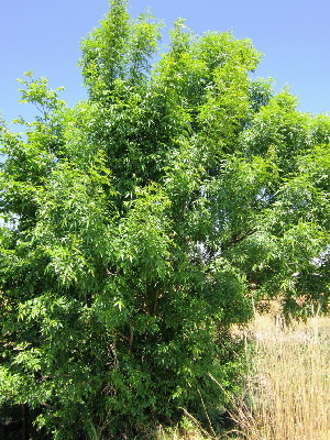  ( - KMS-0008)  @11 [ ] No Rights Reserved  Unspecified Unspecified