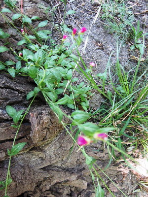  ( - KMS-0025)  @11 [ ] No Rights Reserved  Unspecified Unspecified
