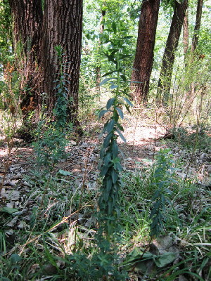  ( - KMS-0027)  @11 [ ] No Rights Reserved  Unspecified Unspecified