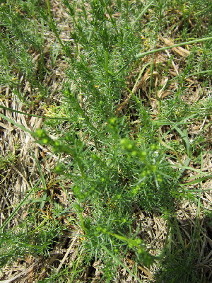  (Galium capense - KMS-0126)  @11 [ ] No Rights Reserved  Unspecified Unspecified