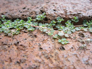  ( - KMS-0135)  @11 [ ] No Rights Reserved  Unspecified Unspecified