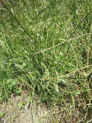  (Polypogon monspeliensis - KMS-0191)  @11 [ ] No Rights Reserved  Unspecified Unspecified