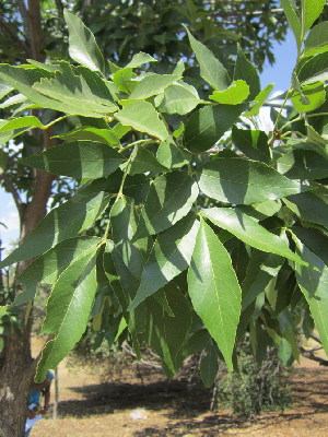  (Fraxinus velutina - KMS-0204)  @11 [ ] No Rights Reserved  Unspecified Unspecified
