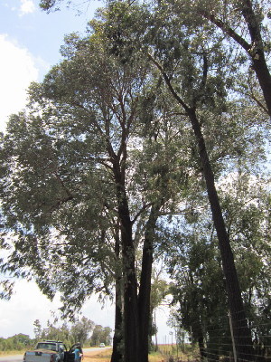  (Eucalyptus sideroxylon - KMS-0228)  @11 [ ] No Rights Reserved  Unspecified Unspecified