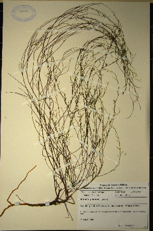  (Muraltia paludosa - MWC18604)  @11 [ ] No Rights Reserved  Unspecified Unspecified