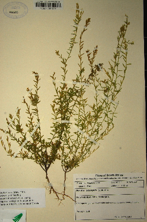  (Muraltia oxysepala - MWC18640)  @11 [ ] No Rights Reserved  Unspecified Unspecified