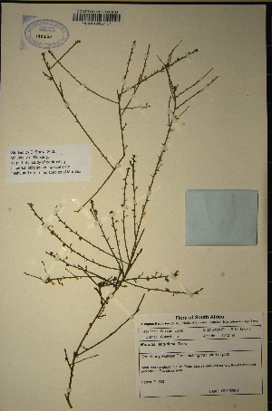  (Muraltia angulosa - MWC18667)  @11 [ ] No Rights Reserved  Unspecified Unspecified