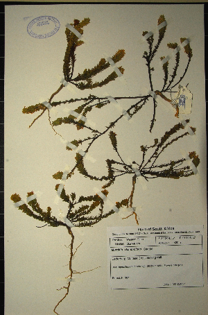  (Muraltia rhamnoides - MWC18668)  @11 [ ] No Rights Reserved  Unspecified Unspecified