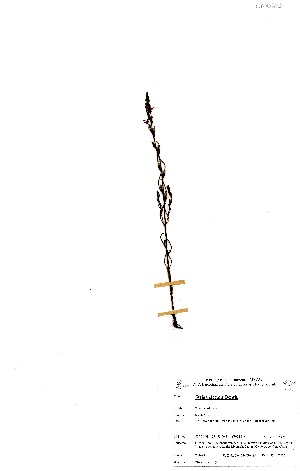  ( - OM0683)  @11 [ ] No Rights Reserved  Unspecified Unspecified