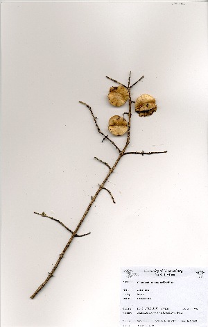  ( - OM1043)  @11 [ ] No Rights Reserved  Unspecified Unspecified