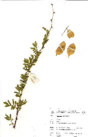  (Acacia senegal subsp rostrata - OM1062)  @13 [ ] No Rights Reserved  Unspecified Unspecified
