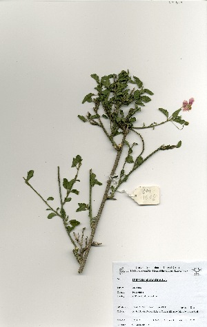  ( - OM1608)  @11 [ ] No Rights Reserved  Unspecified Unspecified