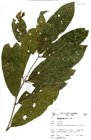  (Combretum zeyheri - OM2528)  @11 [ ] No Rights Reserved  Unspecified Unspecified