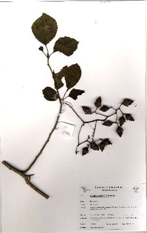  (Cordia toreii - OM2588)  @11 [ ] No Rights Reserved  Unspecified Unspecified