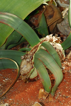  (Welwitschia mirabilis - OM2795)  @11 [ ] CreativeCommons - Attribution Non-Commercial Share-Alike (2011) Olivier Maurin University of Johannesburg