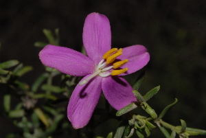  (Chironia baccifera - OM3220)  @11 [ ] CreativeCommons - Attribution Non-Commercial Share-Alike (2011) Olivier Maurin University of Johannesburg