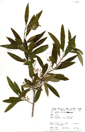  (Olea europea subsp. africana - OM3340)  @11 [ ] No Rights Reserved  Unspecified Unspecified