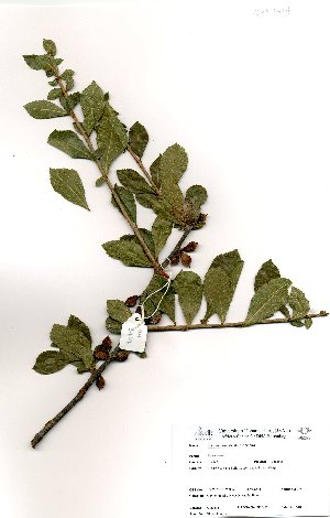  (Commiphora glandulosa - OM3414)  @11 [ ] No Rights Reserved  Unspecified Unspecified