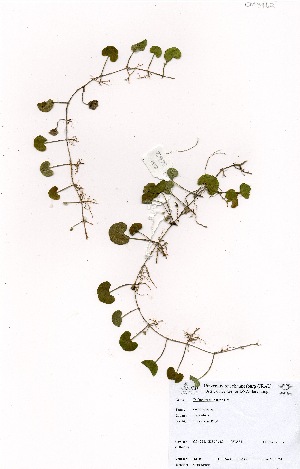  ( - OM3462)  @11 [ ] No Rights Reserved  Unspecified Unspecified