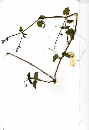  (Boerhavia cf. fallacissimus - OM0348)  @11 [ ] No Rights Reserved  Unspecified Unspecified