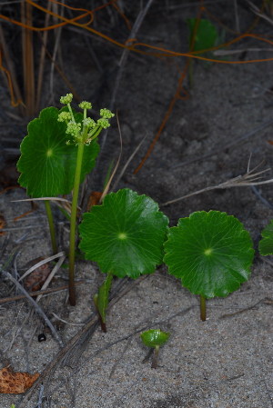  (Hydrocotyle bonariensis - OM3631)  @11 [ ] CreativeCommons - Attribution Non-Commercial Share-Alike (2011) Olivier Maurin University of Johannesburg