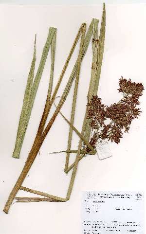  (Cyperus latifolius - OM3681)  @11 [ ] No Rights Reserved  Unspecified Unspecified