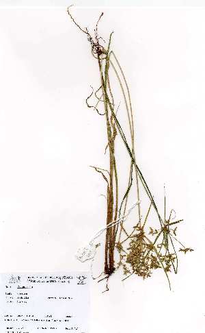  (Cyperus sphaerospermus - OM3729)  @11 [ ] No Rights Reserved  Unspecified Unspecified