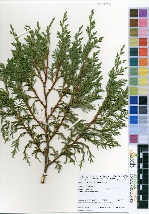  (Juniperus procera - OM3891)  @11 [ ] No Rights Reserved  Unspecified Unspecified