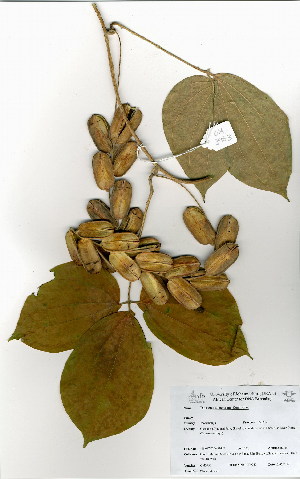 (Dioscorea dumetorum - OM3953)  @11 [ ] No Rights Reserved  Unspecified Unspecified
