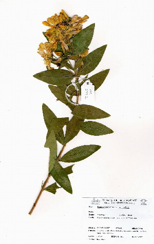  (Hypericum roeperianum - OM3992)  @11 [ ] No Rights Reserved  Unspecified Unspecified