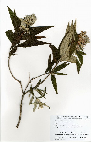  (Buddleja salviifolia - OM3995)  @11 [ ] No Rights Reserved  Unspecified Unspecified
