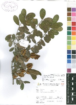  (Combretum hereroense var. hereroense - OM4158)  @11 [ ] No Rights Reserved  Unspecified Unspecified