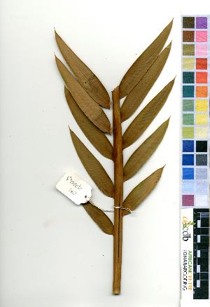  (Encephalartos longifolius - OM4200)  @11 [ ] No Rights Reserved  Unspecified Unspecified