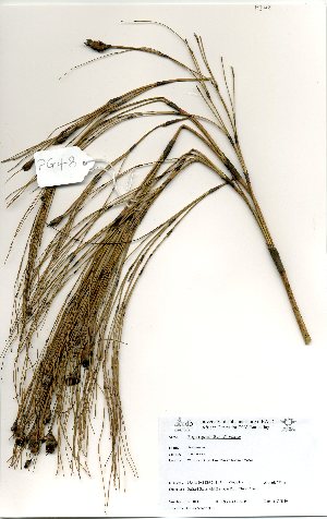  (Elegia capensis - PG0048)  @11 [ ] No Rights Reserved  Unspecified Unspecified