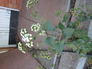  ( - PPRI-0003)  @11 [ ] No Rights Reserved  Unspecified Unspecified
