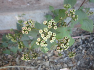  ( - PPRI-0003)  @11 [ ] No Rights Reserved  Unspecified Unspecified