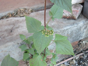  ( - PPRI-0003)  @11 [ ] No Rights Reserved  Unspecified Unspecified