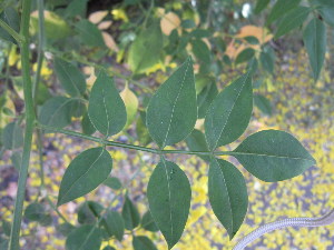  ( - PPRI-0032)  @11 [ ] No Rights Reserved  Unspecified Unspecified