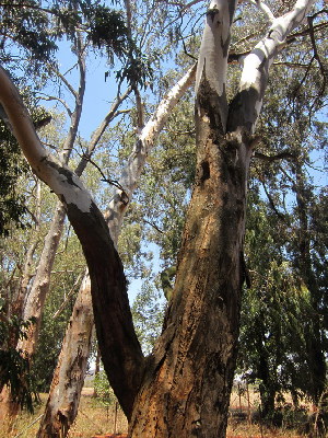  (Eucalyptus camaldulensis - PPRI-0045)  @11 [ ] No Rights Reserved  Unspecified Unspecified