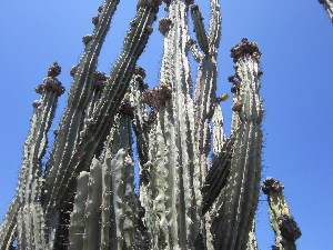  (Cereus jamacaru - PPRI-0047)  @11 [ ] No Rights Reserved  Unspecified Unspecified