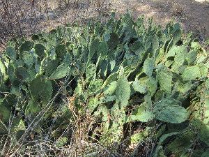  (Opuntia humifusa - PPRI-0058)  @11 [ ] No Rights Reserved  Unspecified Unspecified