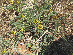  (Senna didymobotrya - PPRI-0062)  @11 [ ] No Rights Reserved  Unspecified Unspecified