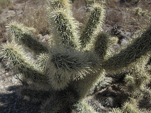  (Opuntia fulgida - PPRI-0106)  @11 [ ] No Rights Reserved  Unspecified Unspecified