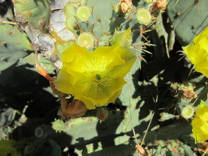  (Opuntia engelmannii var. lindheimeri - PPRI-0111)  @11 [ ] No Rights Reserved  Unspecified Unspecified