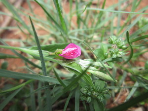  ( - PPRI-0129)  @11 [ ] No Rights Reserved  Unspecified Unspecified