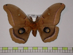  (Antheraea polyphemus polyphemus - BC-FMP-0070)  @11 [ ] Copyright (2010) Frank Meister Research Collection of Frank Meister