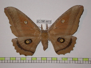  (Antheraea montezuma - BC-FMP-0072)  @14 [ ] Copyright (2010) Frank Meister Research Collection of Frank Meister
