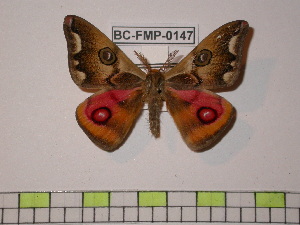  ( - BC-FMP-0147)  @14 [ ] Copyright (2010) Frank Meister Research Collection of Frank Meister