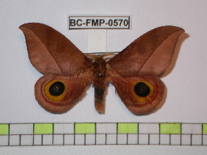  (Automeris paramelanops - BC-FMP-0570)  @13 [ ] Copyright (2010) Frank Meister Research Collection of Frank Meister